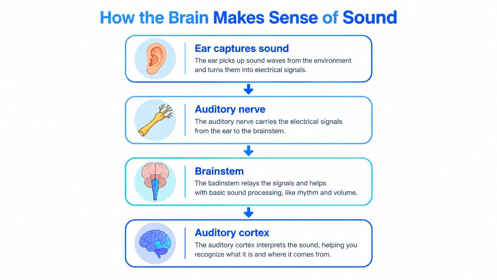 A flowchart diagram illustrating the human biological process of how the brain perceives and processes sound information.